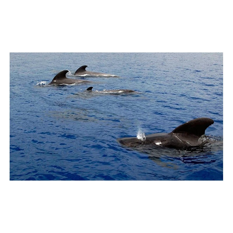 Paseo en yate Tenerife – delfines en el océano