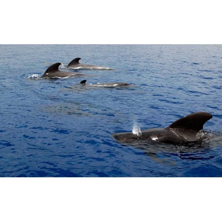 Croisière en yacht Tenerife – dauphins dans l’océan