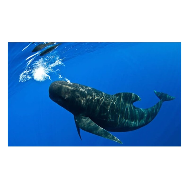 Rejs jachtem Teneryfa – podwodny świat oceanu