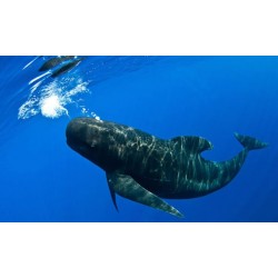 Tenerife yacht cruise – underwater ocean world