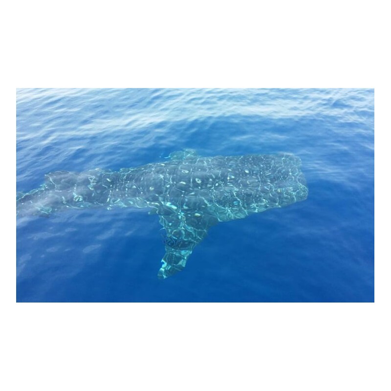 Observation des baleines Los Gigantes Tenerife