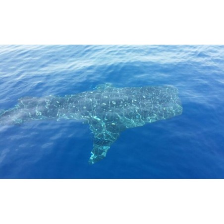 Observation des baleines Los Gigantes Tenerife