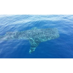 Avistamiento de ballenas Los Gigantes Tenerife