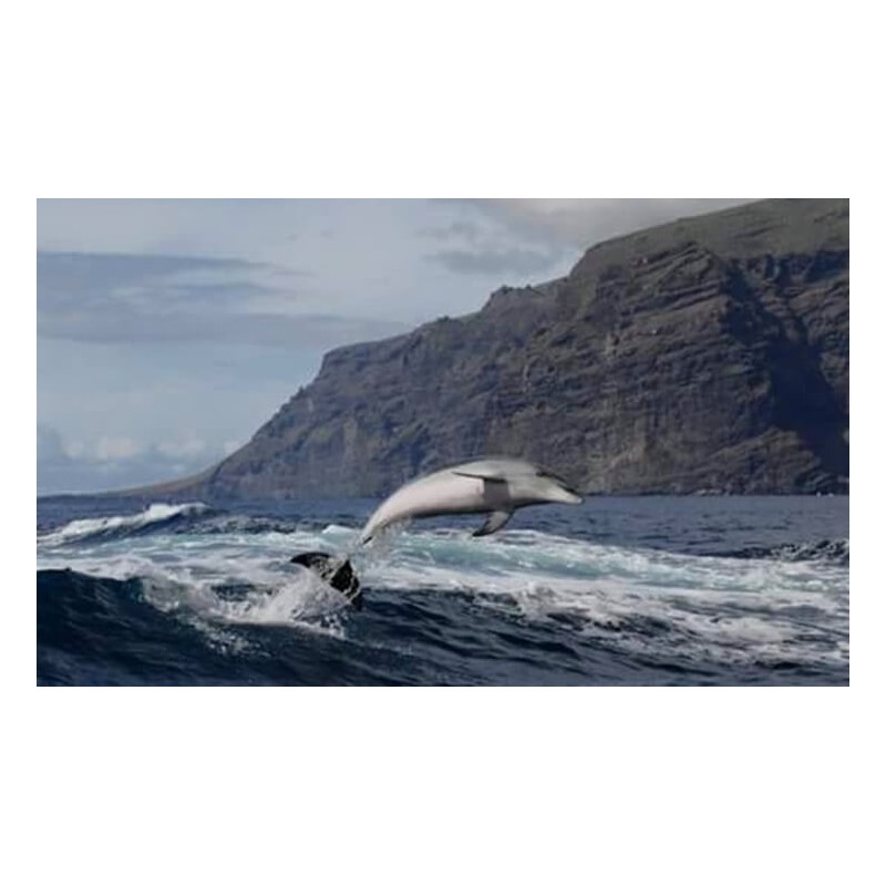 Dauphins pendant la croisière Los Gigantes Tenerife