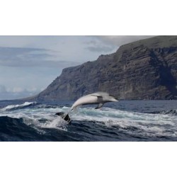 Delfines durante el paseo Los Gigantes Tenerife