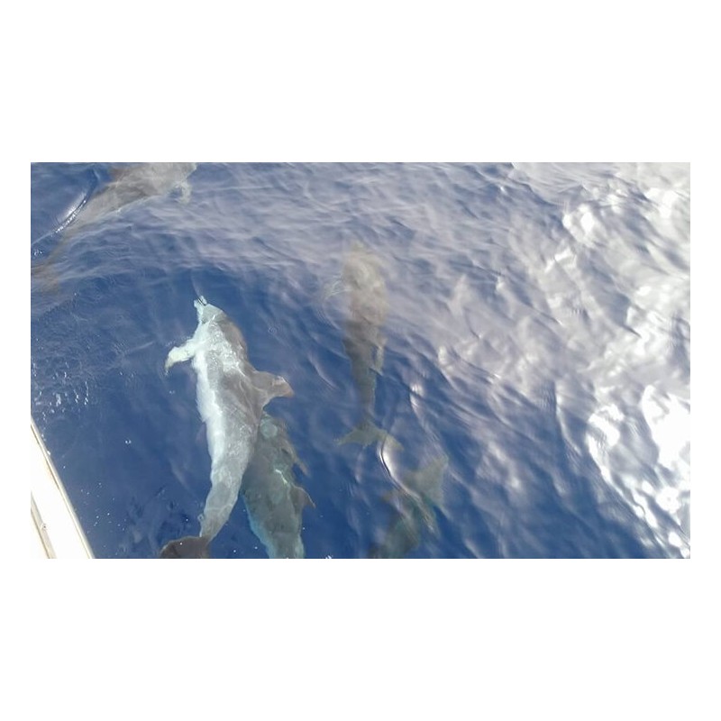 Delfines en su hábitat natural Tenerife