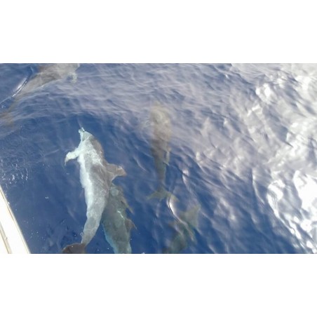 Dauphins dans leur habitat naturel Tenerife