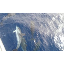 Dauphins dans leur habitat naturel Tenerife