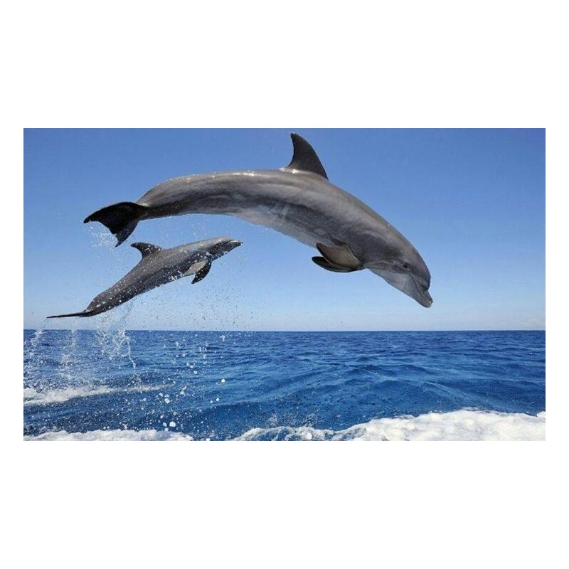 Dauphins sautant pendant la croisière Tenerife