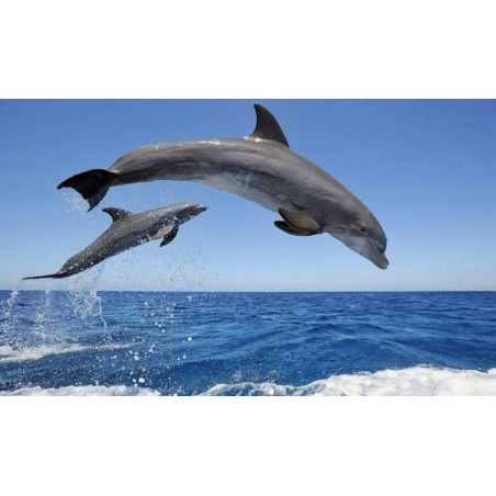 Dauphins sautant pendant la croisière Tenerife