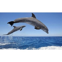 Dauphins sautant pendant la croisière Tenerife
