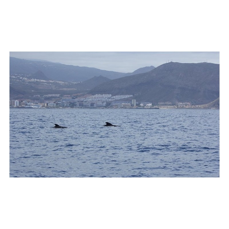 Bootstour mit Meeresbiologe Teneriffa