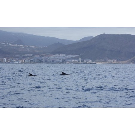 Bootstour mit Meeresbiologe Teneriffa