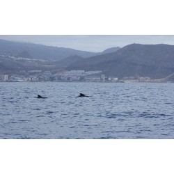 Морская прогулка с морским биологом Тенерифе