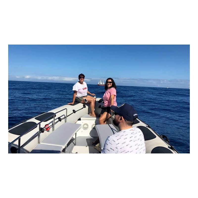 Excursión barco Tenerife observación delfines