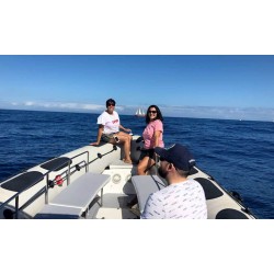 Sortie bateau Tenerife observation dauphins
