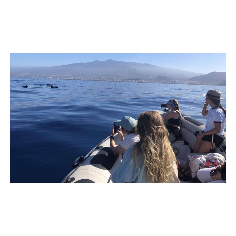Observation dauphins Tenerife Los Gigantes