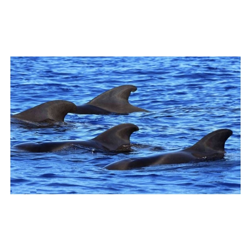 Delfines en el océano Tenerife