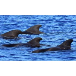 Delfiny w oceanie Teneryfa