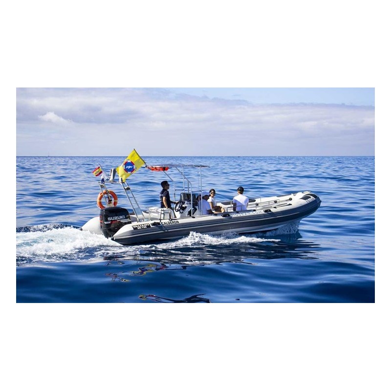 Dauphins proches Tenerife sortie bateau