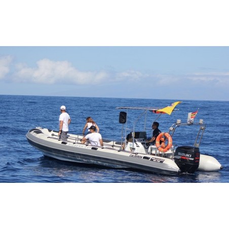 Excursión barco Tenerife observación fauna