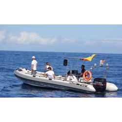 Excursión barco Tenerife observación fauna