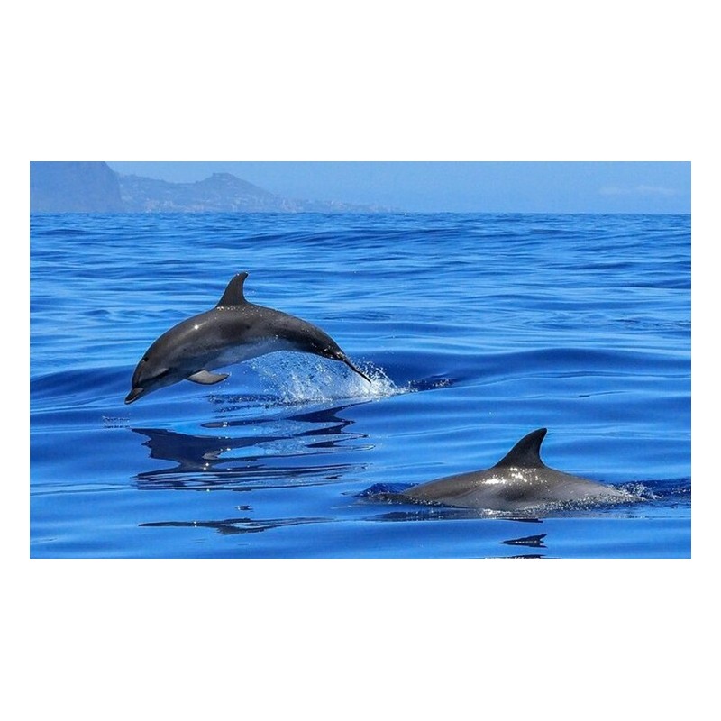 Delfiny Teneryfa naturalne środowisko