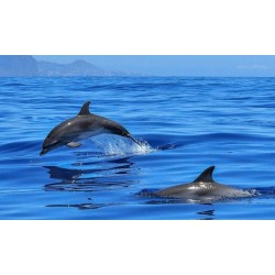 Dauphins Tenerife habitat naturel