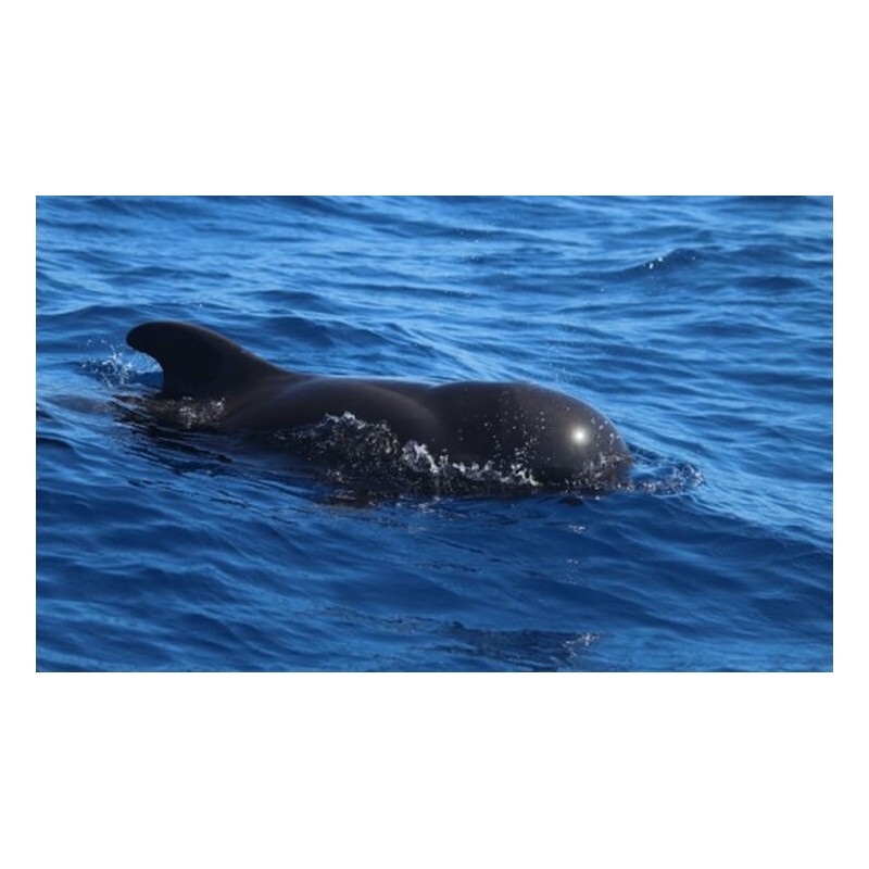 Safari skuterami wodnymi Teneryfa delfiny ocean