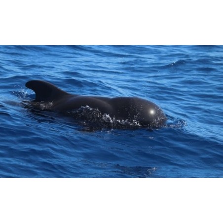 Safari moto de agua Tenerife delfines océano