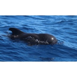 Safari skuterami wodnymi Teneryfa delfiny ocean