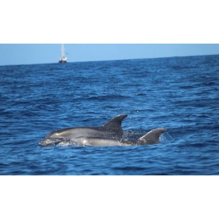 Jet Ski Teneriffa Delfinbeobachtung