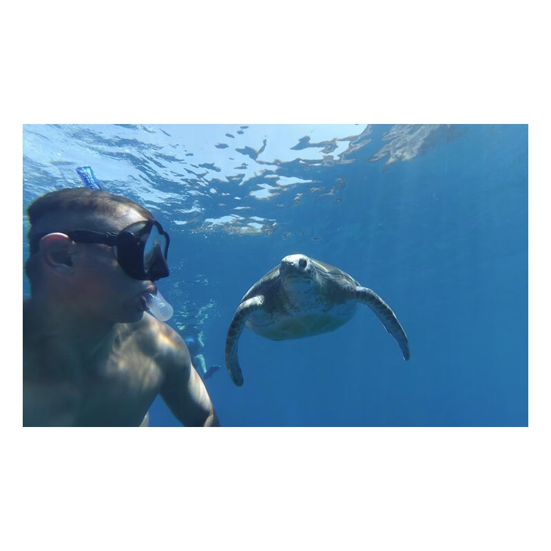 snorkeling tenerife tortues océan