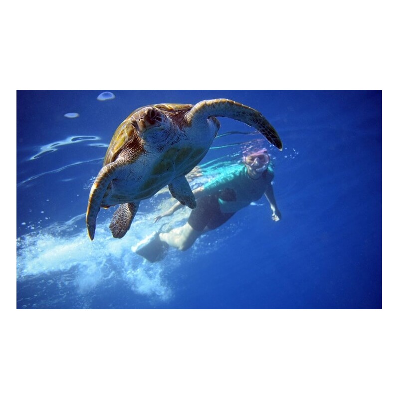 snorkel tenerife tortugas océano
