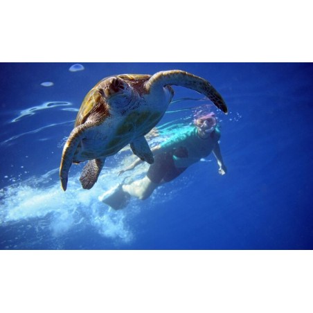 snorkeling teneryfa żółwie ocean