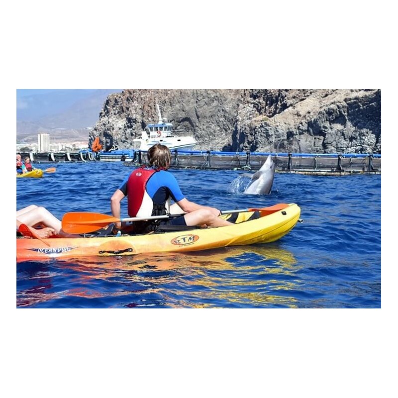 kayak los cristianos dauphins océan