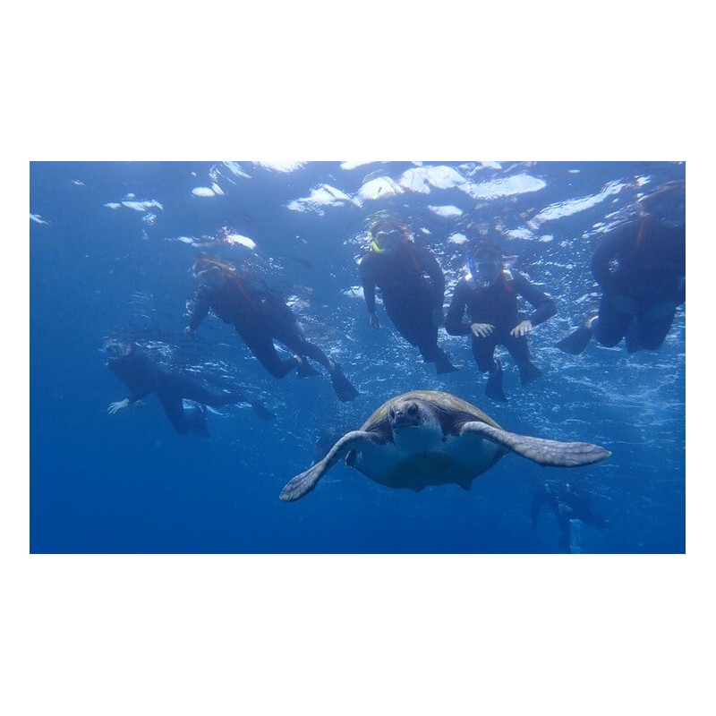 kayak tenerife snorkeling tortues