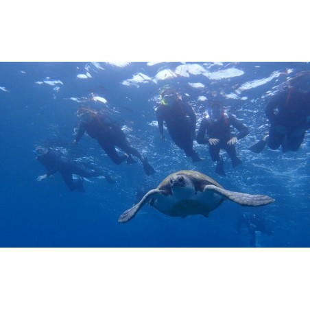 kayak tenerife snorkel tortugas