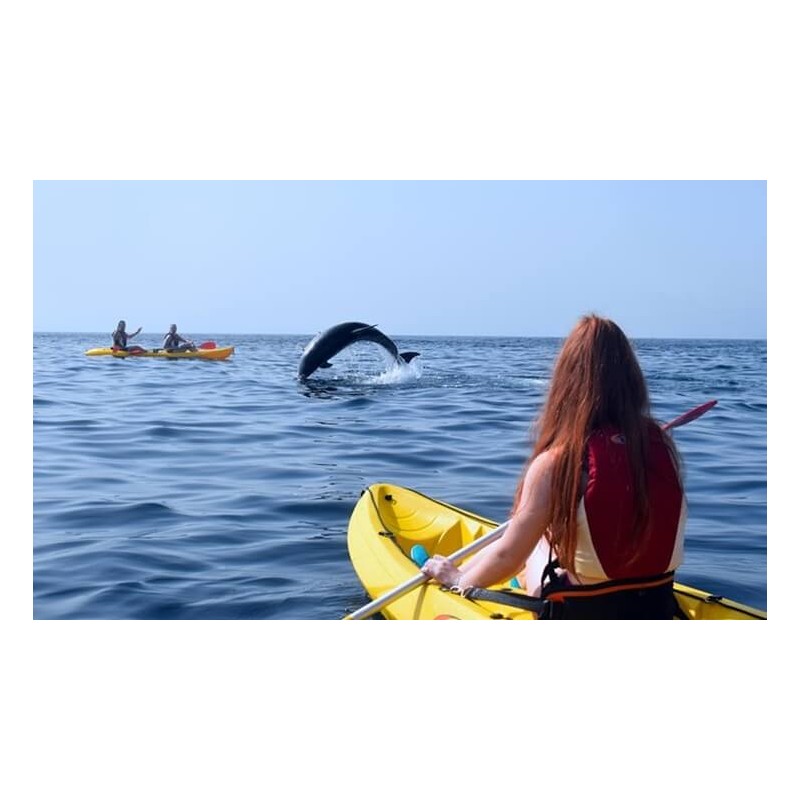 kayak los cristianos dauphins tenerife