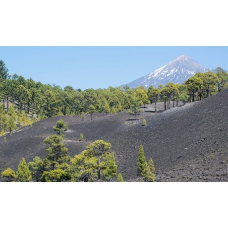 teide tenerife paysage parc national