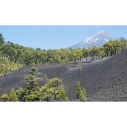 teide tenerife paysage parc national