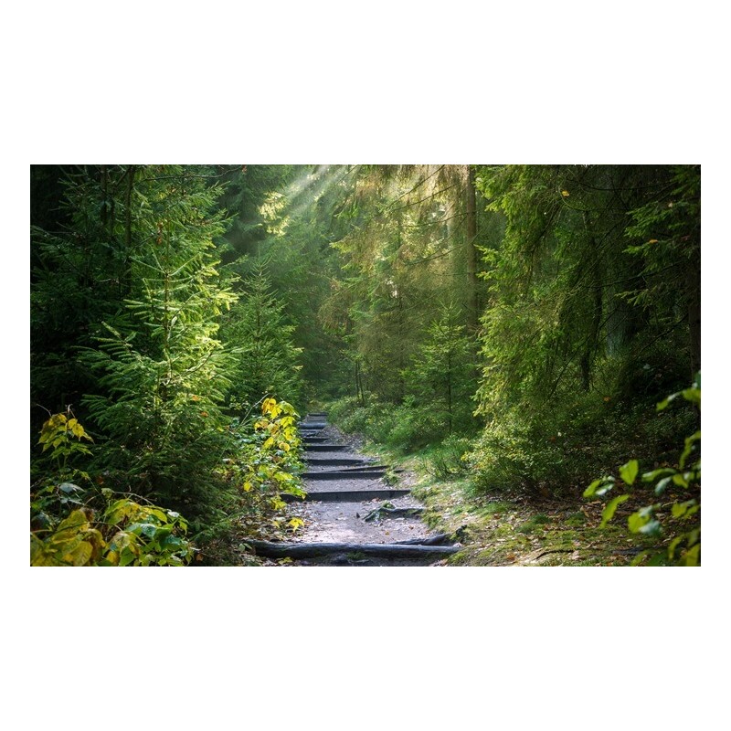 Anaga Teneryfa Park Rural las wawrzynowy