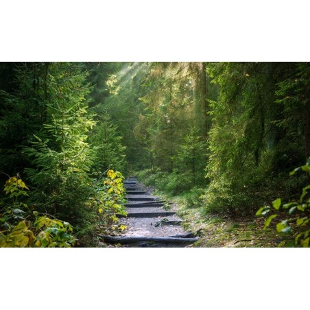 Anaga Teneryfa Park Rural las wawrzynowy