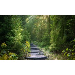 Anaga Teneriffa Rural Park Lorbeerwald