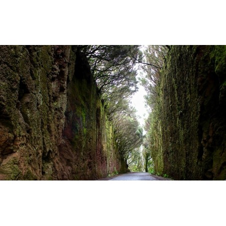 Anaga Teneriffa Rural Park Wanderweg