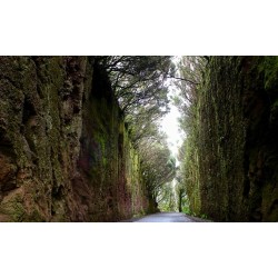Szlak Anaga Teneryfa Park Rural