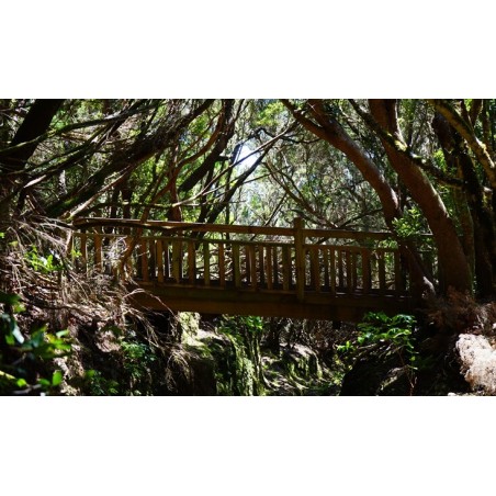 Bridge in Anaga forest Tenerife