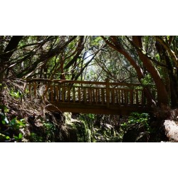 Brücke im Anaga Wald Teneriffa
