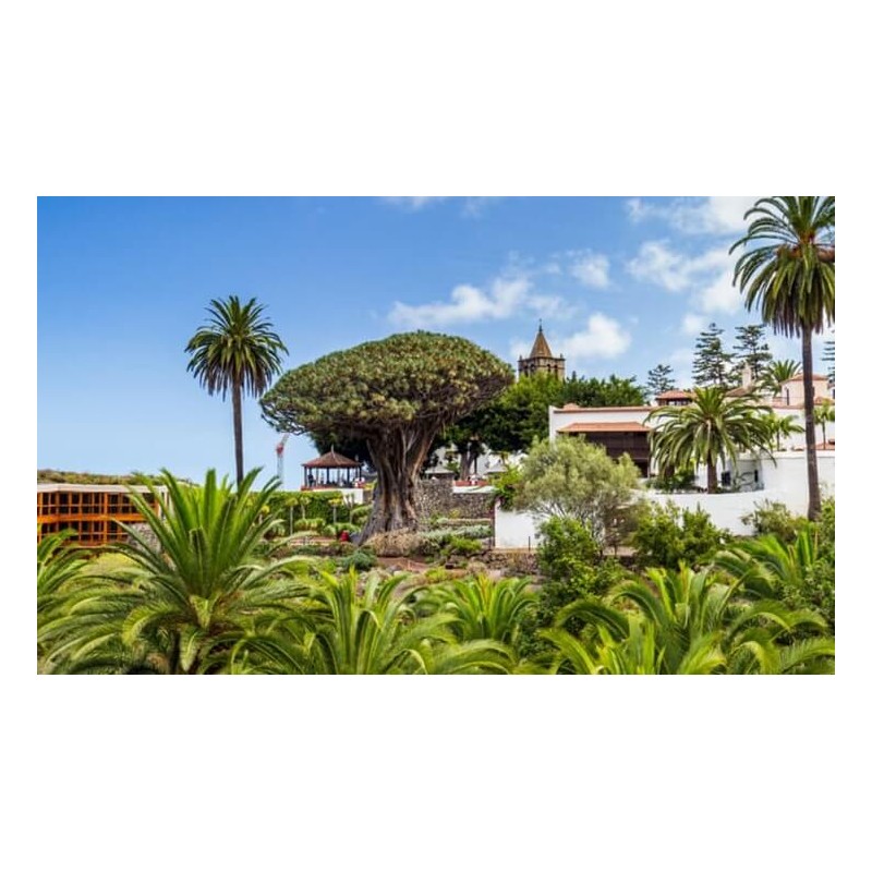 Drachenbaum Icod de los Vinos Teneriffa