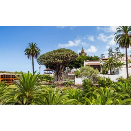 Dragonnier Icod de los Vinos Tenerife